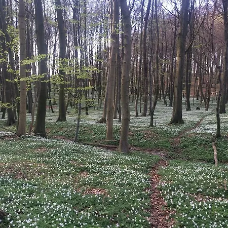 Haus Sonnenblume * لوهم