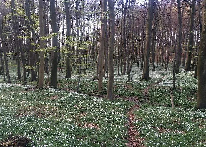 Haus Sonnenblume * Lohme